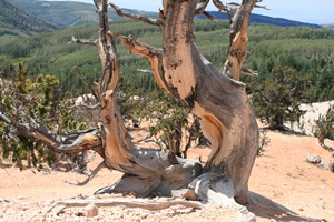 Twisted Forest