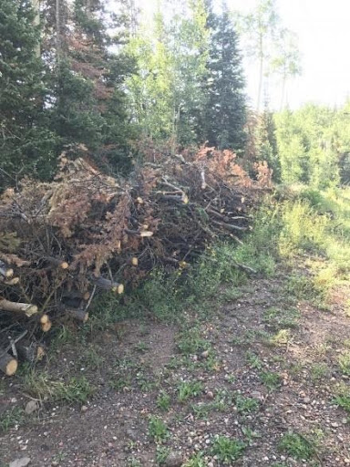 Large slash pile consisting of cut evergreen branches, tree limbs, and logs assembled near a forest edge
