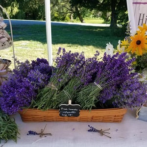 Vine Gate Lavender Floral Farm