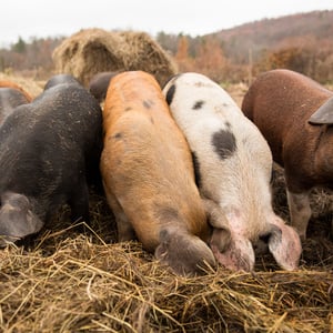 Hawthorne Valley Farm