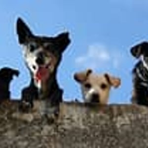 Dog Registrations Due by March 31