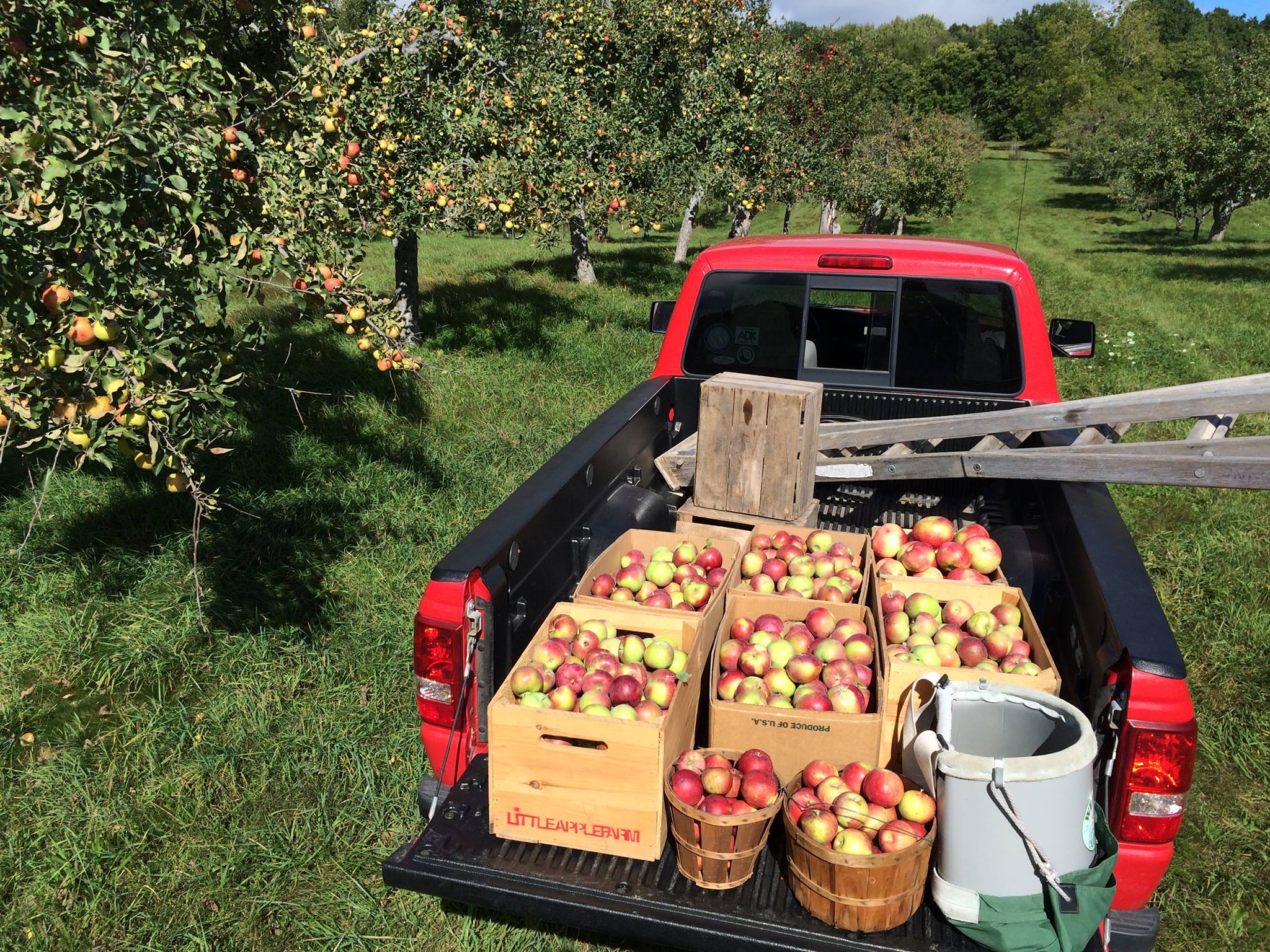 Little Apple Cidery