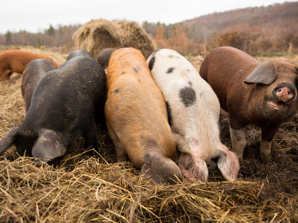 Hawthorne Valley Farm