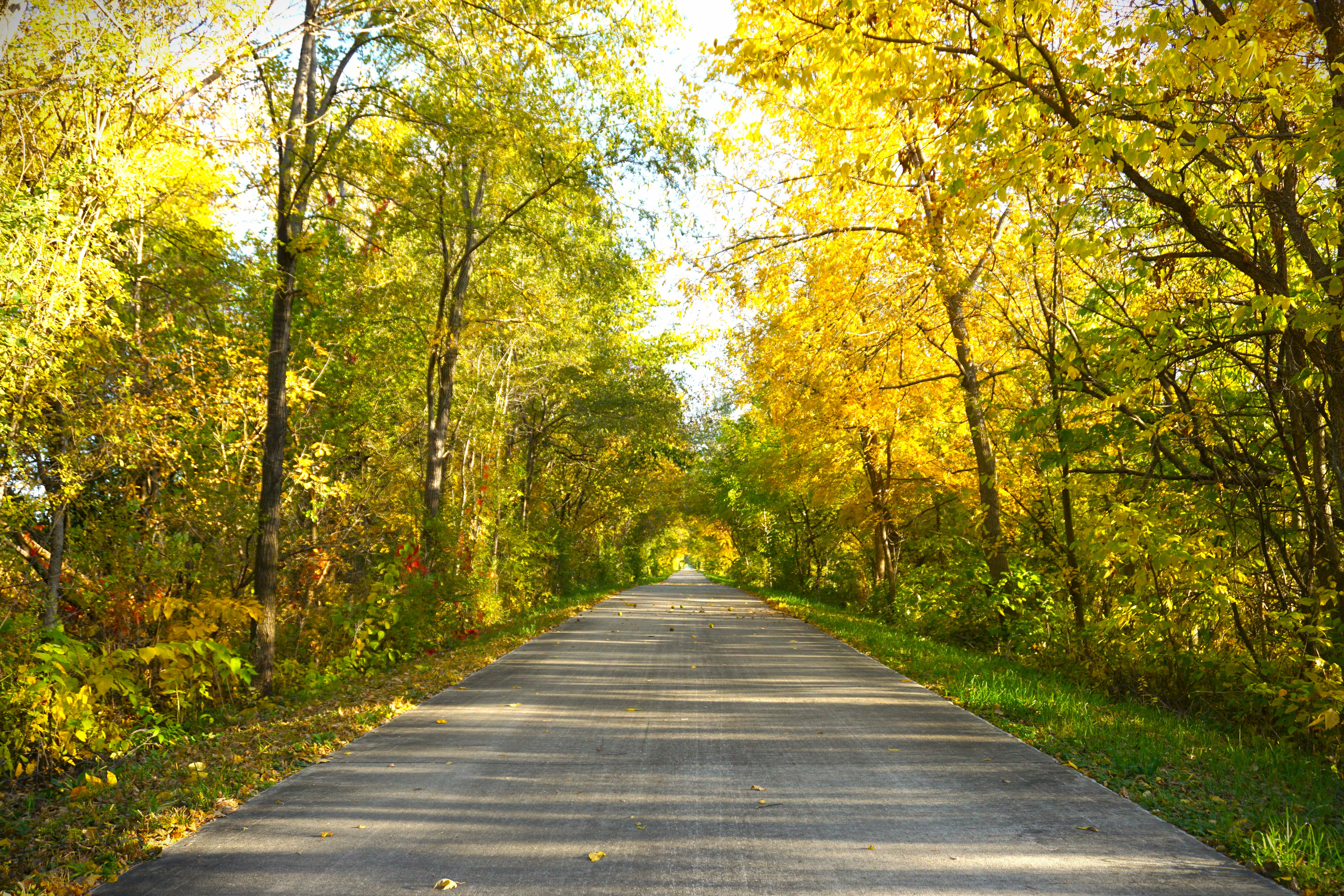 Straight asphalt road through an autumn forest, flanked by trees with yellow and green leaves; fallen leaves scattered.