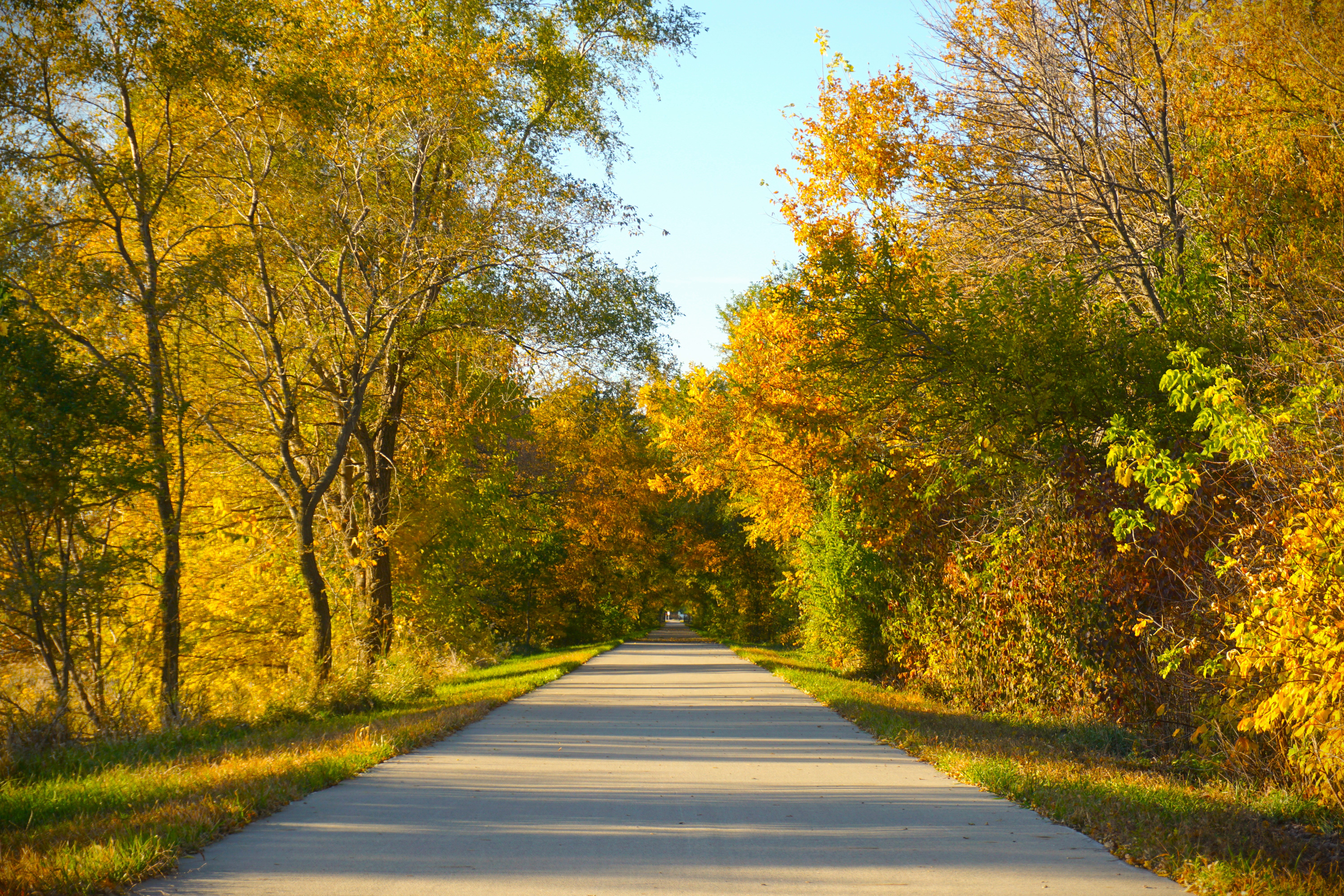 Paved path bordered by trees with golden-orange autumn leaves, receding into the distance under a blue sky.