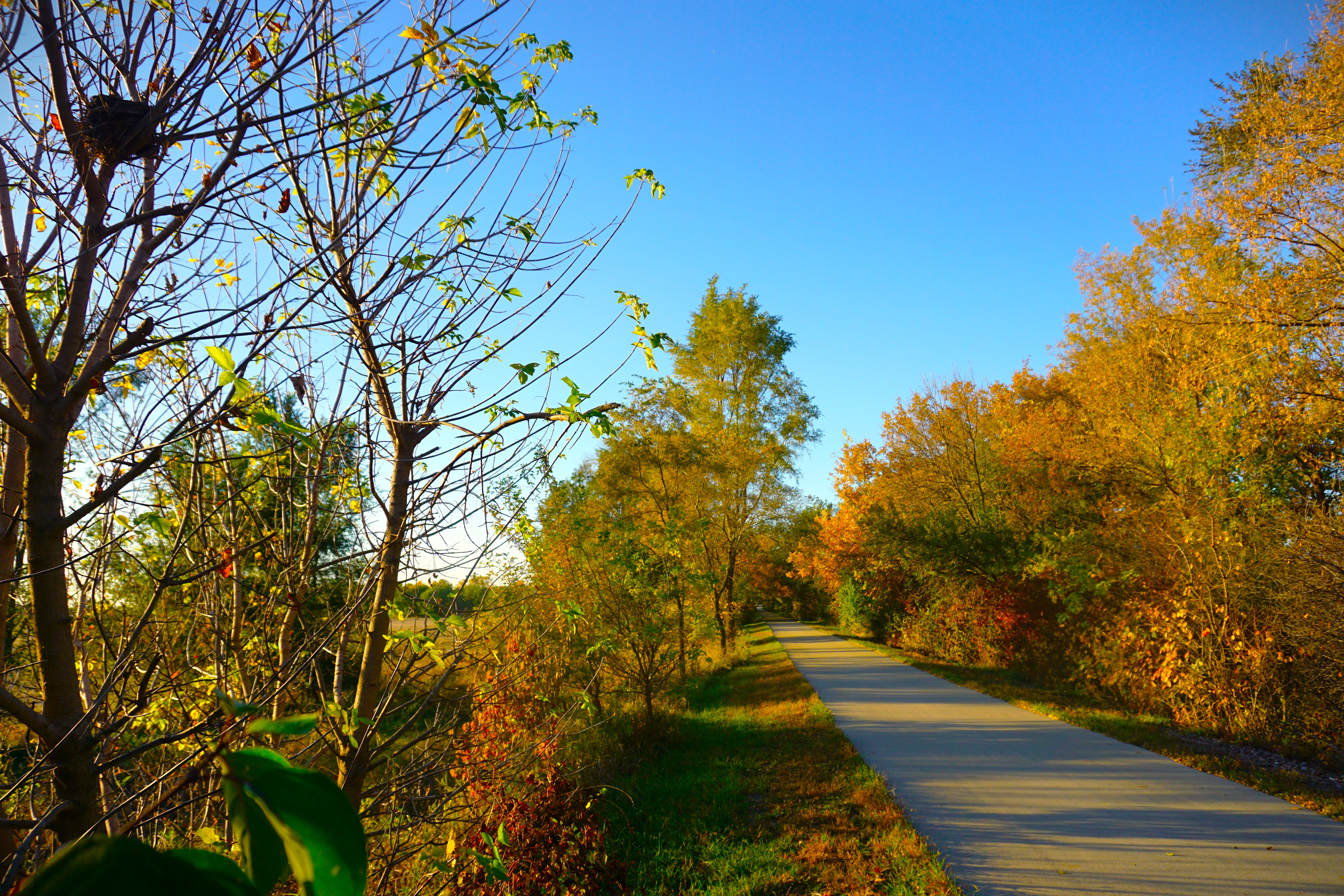 Road curving through trees with green leaves and autumn orange foliage under a clear blue sky.