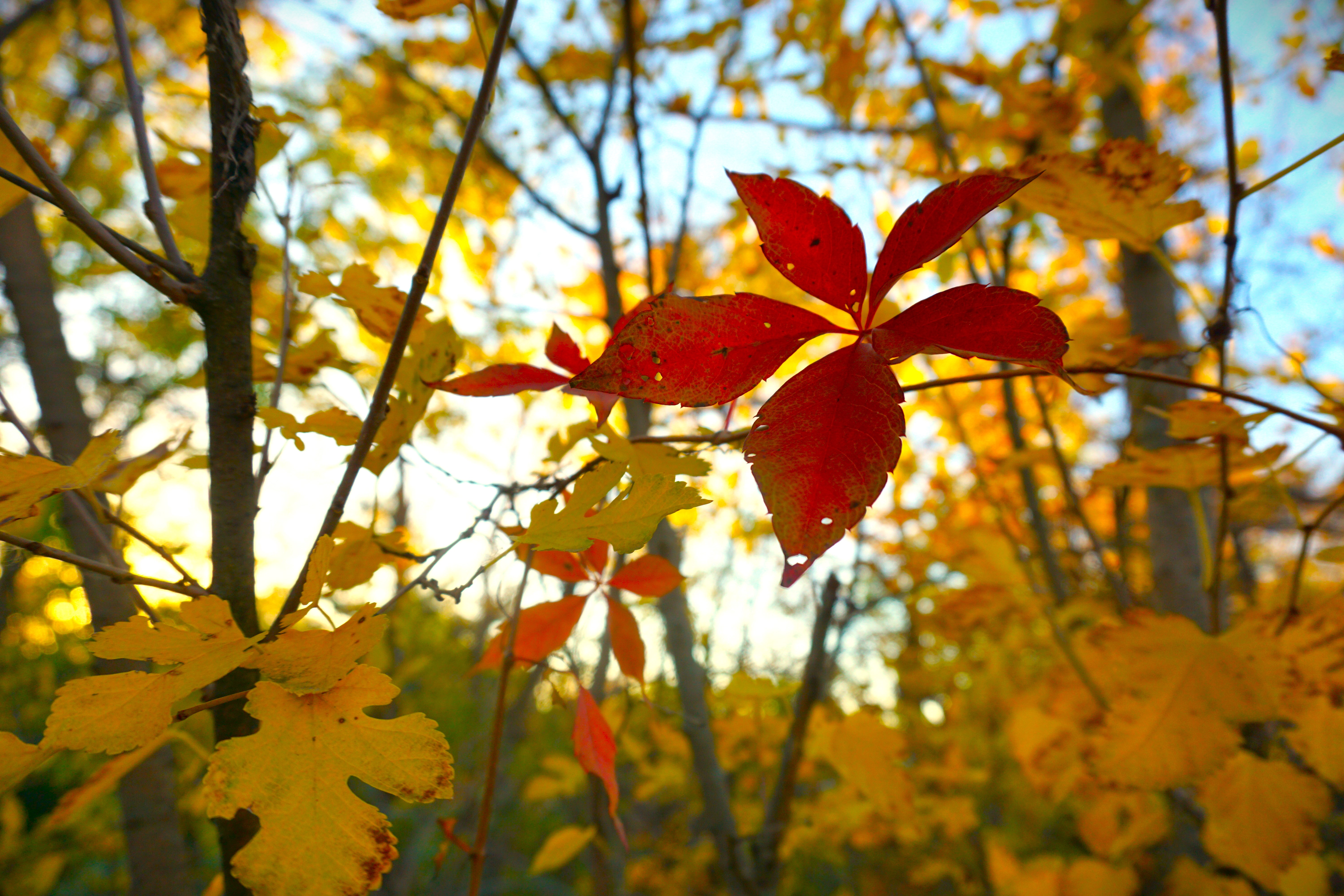 Red autumn leaves on branches with blurred yellow and orange fall foliage in the background.