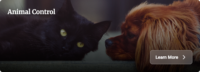 Website banner: black cat facing a lion statue on a dark background; text “Animal Control” and button “Learn More”.
