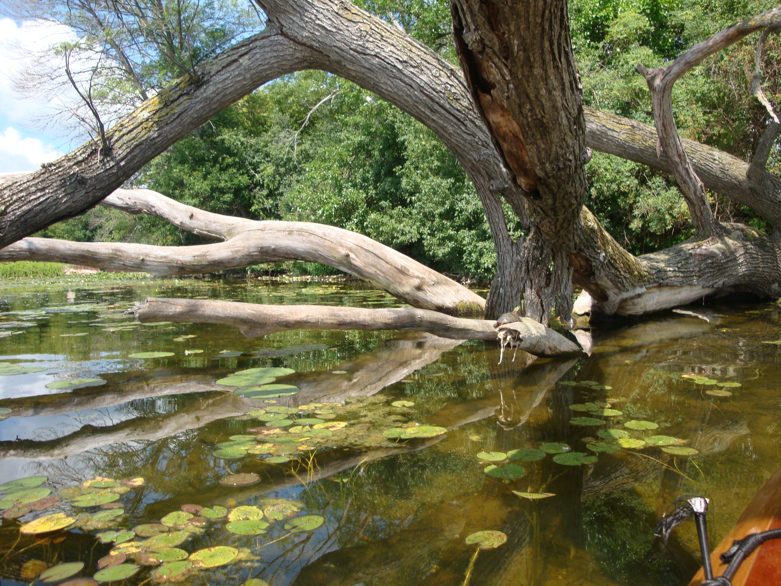 Tranquil, shallow river or backwater with a large, leaning old tree