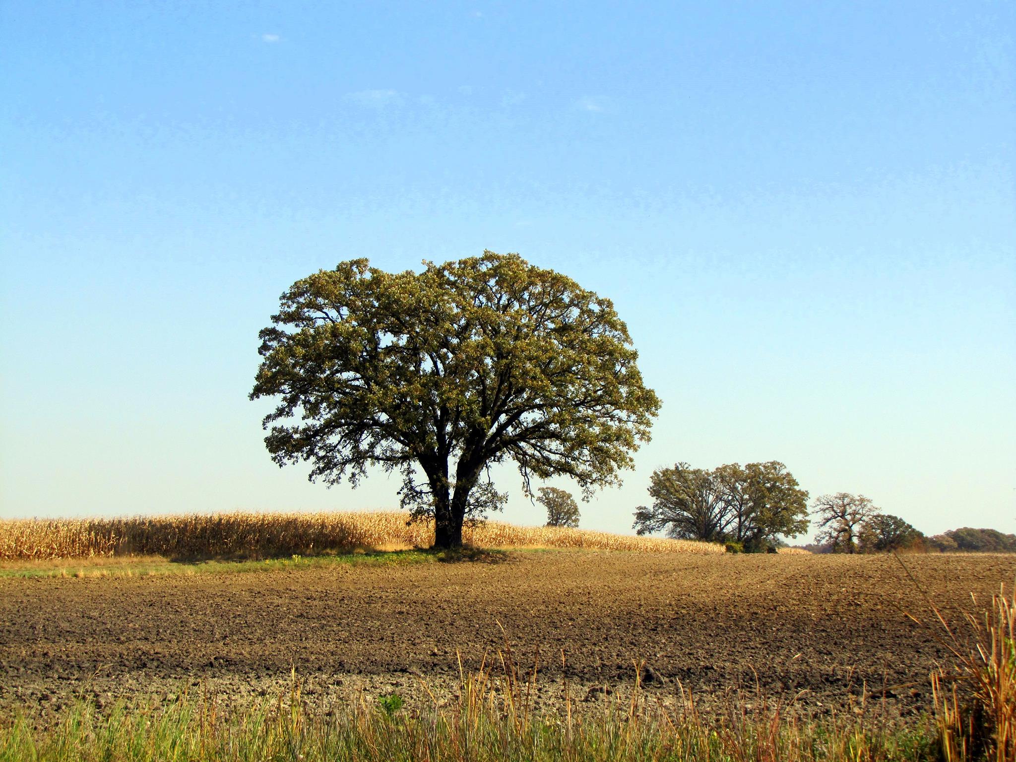 Large, solitary oak tree standing in a freshly plowed agricultural field under a clear blue sky
