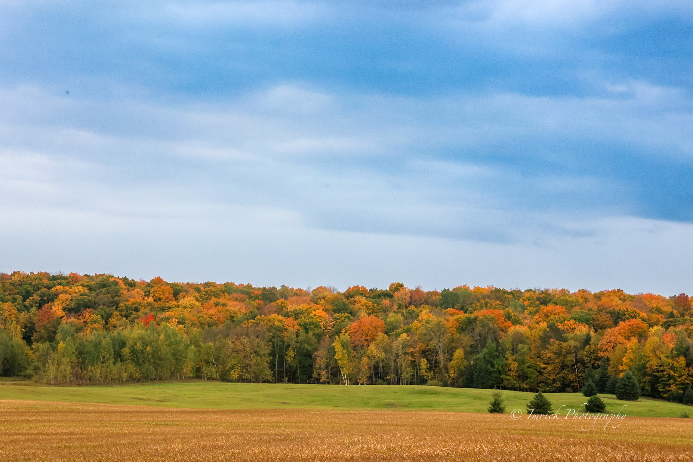 Vibrant autumn forest