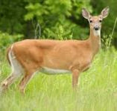 Adult white-tailed deer