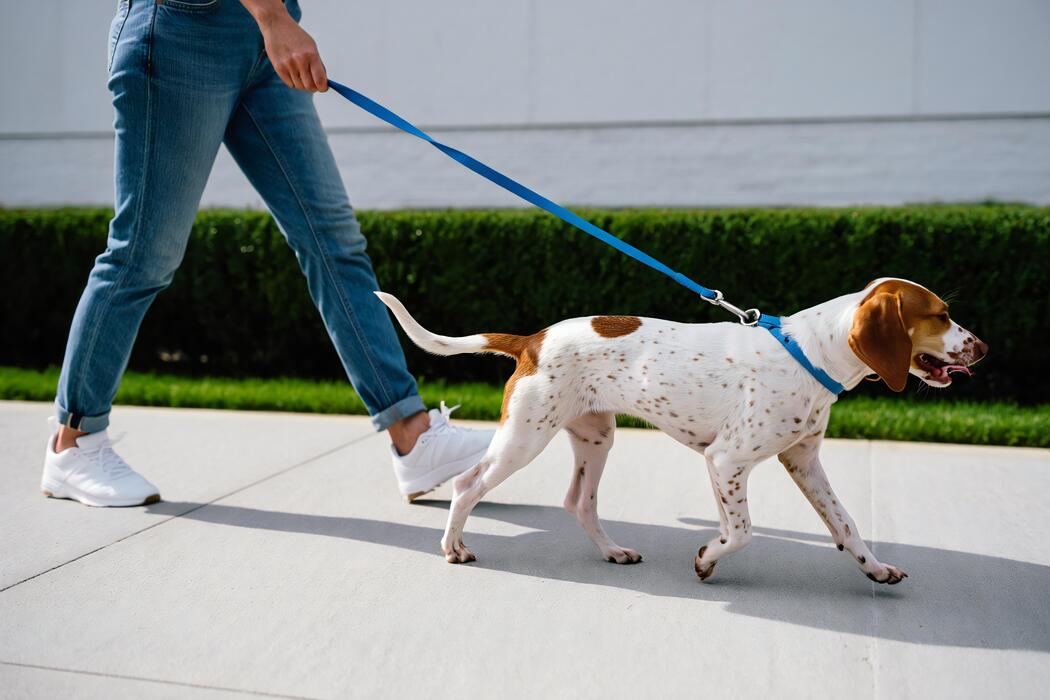 PLEASE LEASH YOUR DOGS AND PICK UP ALL DOG FECES WHEN WALKING IN PUBLIC and NO DOGS in TOWN OF MERTON PARKS. SEE WAUKESHA COUNTY FOR CLOSEST DOG PARK