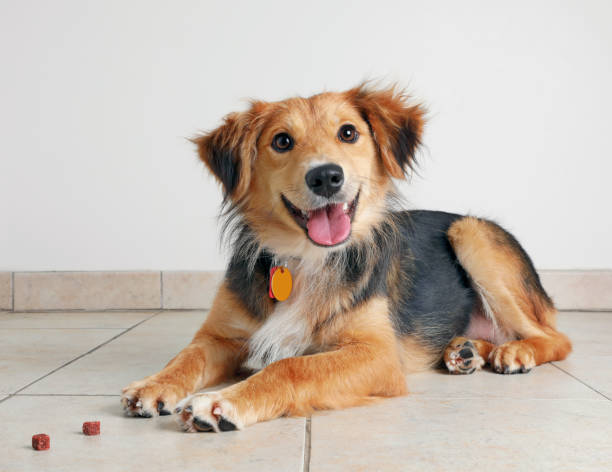 Reminder: Renew Your Dog Licenses for 2026